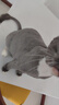 蚁族宠物剃毛器猫狗理发器大型犬金毛留毛推子大功率电推剪含指甲钳 实拍图