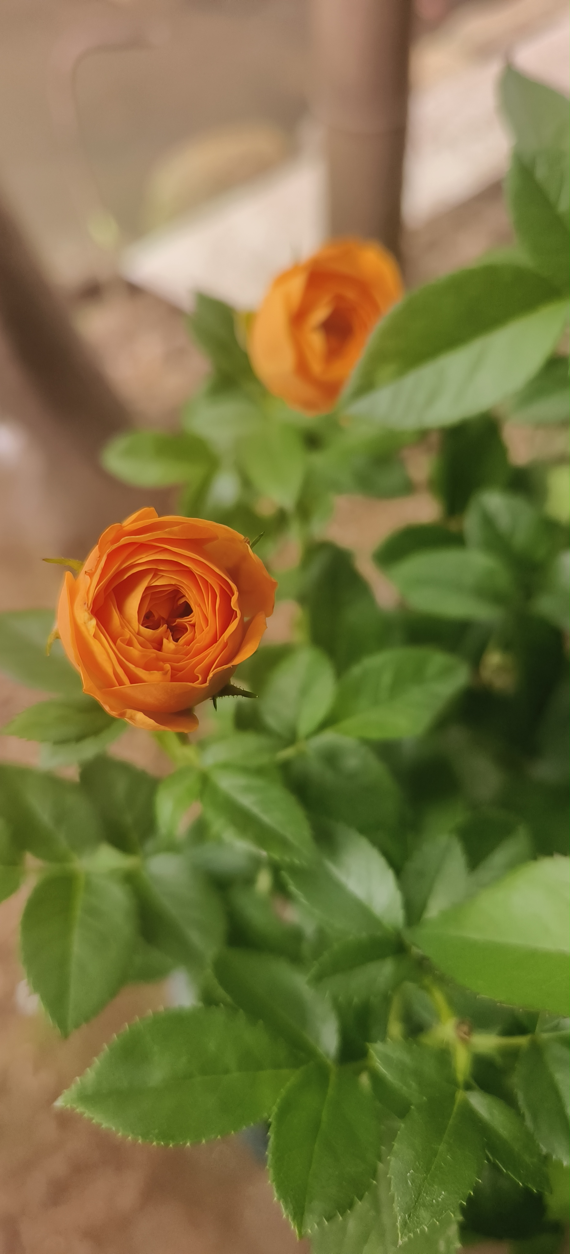意轩【带花苞】欧月果汁阳台室内观花植物花卉盆栽四季开花月季 果汁中苗【带花苞发】 实拍图