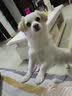 比乐鸭肉梨成幼犬通用狗粮15kg小型中大型犬粮30斤【宠物金选】囤货装 实拍图