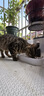 亿迪猫粮冻干幼猫成猫10斤全价英短蓝猫布偶老年猫国产通用全阶段5kg 实拍图
