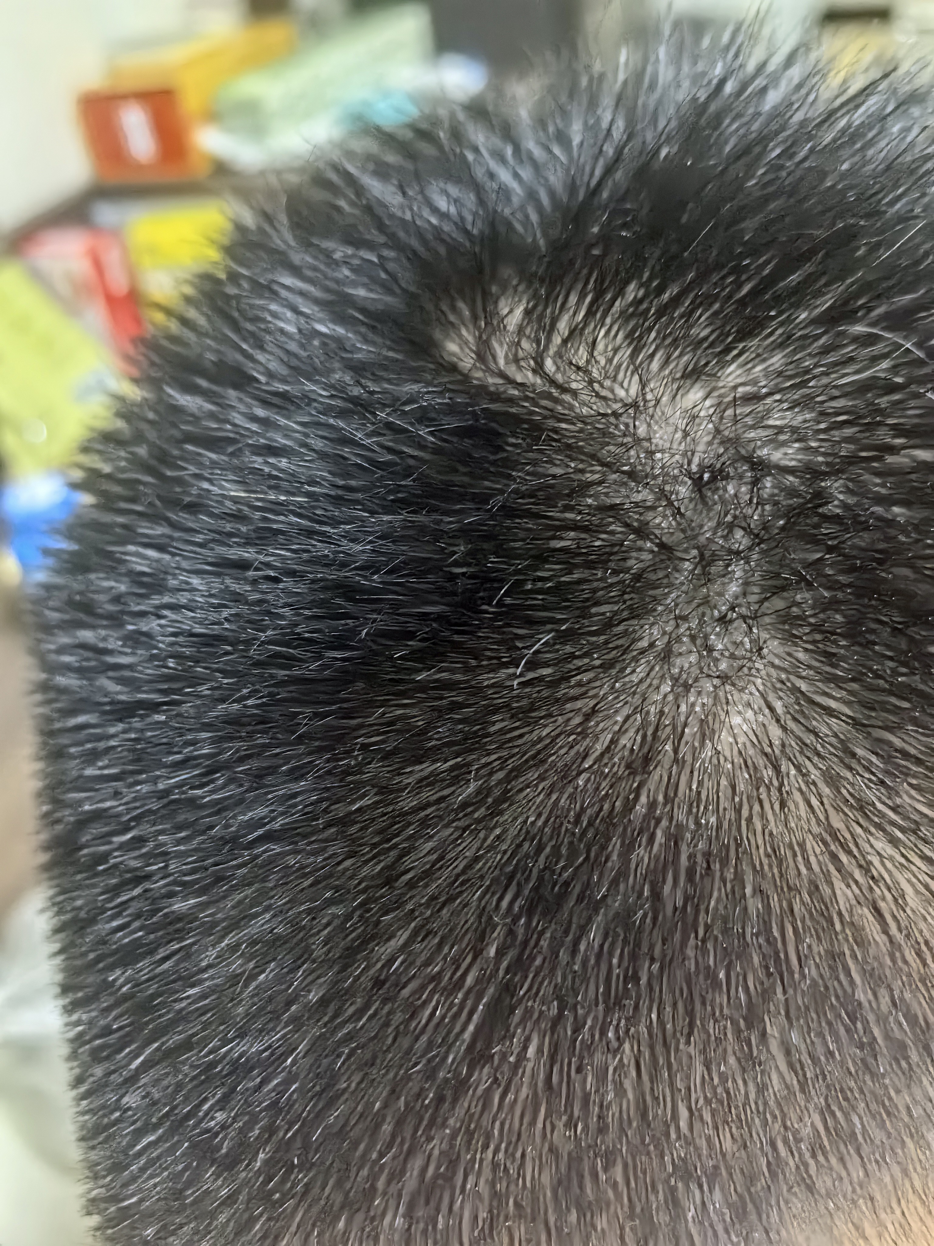 欧莱雅臻萃精油染染发剂 男女盖白发染发膏 3.0青木黑褐【热卖】 实拍图