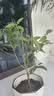 桂花树苗盆栽室内四季桂花卉植物金桂丹桂庭院大树浓香型绿植开花 四季桂花高40cm左右【原土球发货】 实拍图