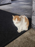 路斯冻干猫粮全价成猫幼猫粮双拼鸡肉冻干宠物猫咪天然粮 【鸡】冻干双拼猫粮2kg*5袋 实拍图