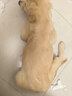 冠能狗粮大中型犬幼犬狗粮12kg 全价狗粮 添加牛初乳 实拍图