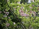 松下（Panasonic）Lumix G100D M43画幅相机 M43卡口 微单相机 无反数码相机 G100D+【12-60mm白盒】单镜套装 实拍图