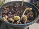 海蒂的花园落新妇裸根苗耐阴多年生花卉阳台盆栽庭院地栽花境植物 【块根】欧洲粉（3-5芽） 裸根不带土 晒单实拍图