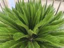 蒙牛特仑苏纯牛奶200mL*24盒 家庭囤货整箱牛奶早餐奶 部分地区3-4月 实拍图