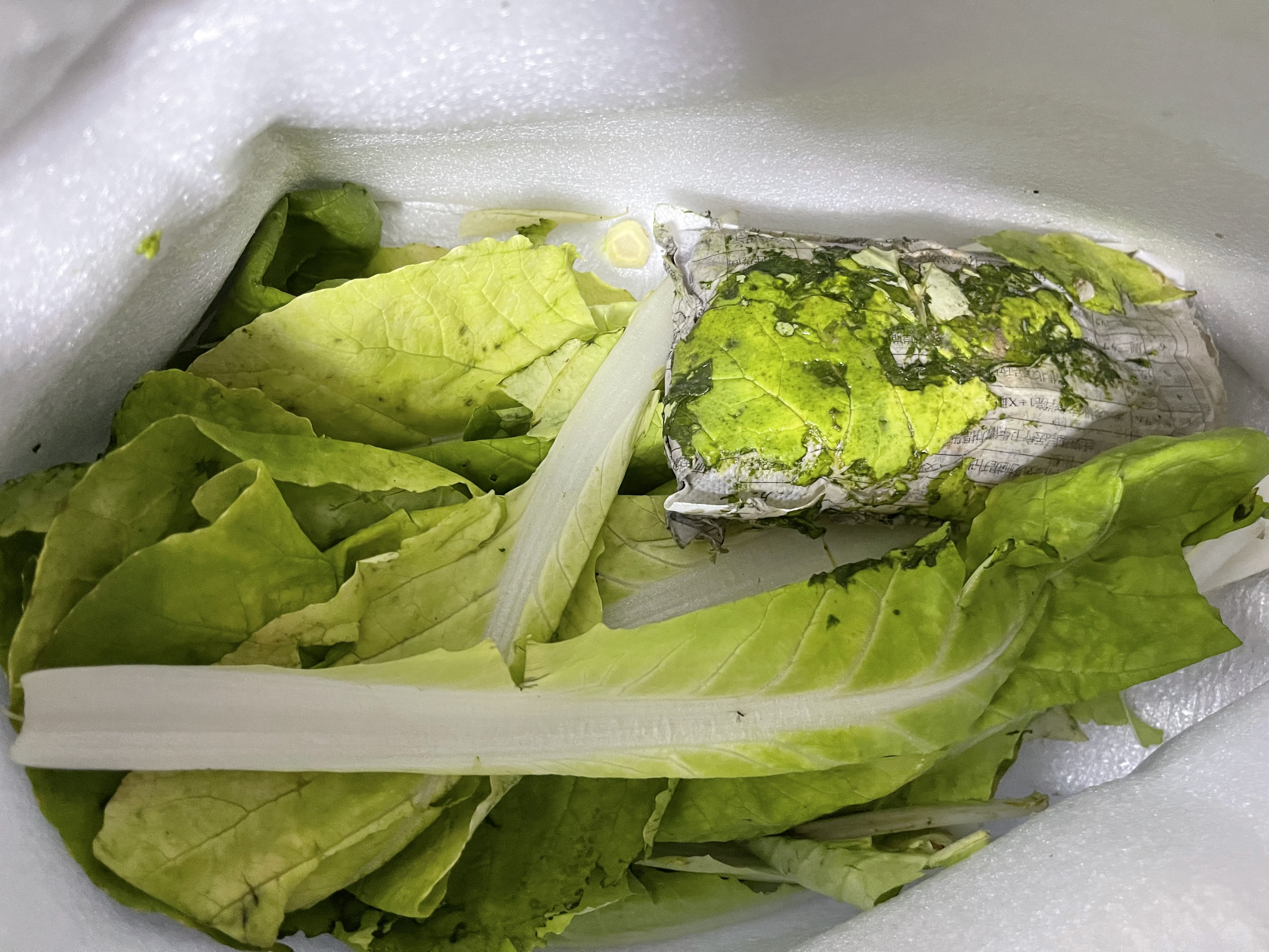 现摘毛白菜 新鲜脆嫩小白菜 露天种植 当季时令青菜包邮 安徽小白菜2斤（净重1.6斤） 实拍图