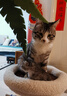 自然光环Halo猫粮成猫 美国进口 纯鲜肉 美毛护肤成猫粮鸡肉味6磅/2.72kg 实拍图