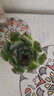 行湘水培多肉植物盆栽绿植 吉娃娃+迷你小布丁玻璃瓶+水培珠 源头直发 实拍图