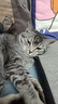 伟嘉猫粮成猫夹心粮 全价粮吞拿鱼1.3kg布偶蓝猫橘猫加菲英短猫咪 实拍图
