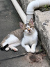 艾禾美（ARM&HAMMER）铁锤猫砂黑盒红标28磅膨润土钠基矿石猫沙矿砂进口猫用品除臭低尘 实拍图