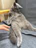 力狼（LILANG）宠物猫粮幼猫成猫零食猫湿粮猫咪猫罐头 金枪鱼+明虾170g*12罐 实拍图