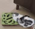 憨憨乐园猫玩具猫咪丰容玩具自嗨解闷神器小猫逗猫迷宫盒子掏掏乐掏洞用品 实拍图