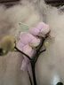 年宵花春节蝴蝶兰盆栽花苗桌面装饰花卉植物四季好养绿植过年货 粉色系蝴蝶兰-裸苗（带花苞+半开放） 实拍图