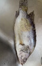 老徽乡臭鳜鱼安徽黄山特产臭桂鱼徽州特色菜腌制生鲜端午推荐带包装重 3条共2.4斤（非饲料鱼）+3料包 实拍图