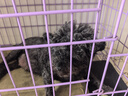 好主人狗粮 全犬种通用成犬粮2.5kg泰迪金毛拉布拉多比熊天然粮5斤/20斤 全犬种成犬粮5斤 实拍图