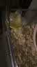 CARNO PET PRODUCTS卡诺nono仓鼠磁吸水壶金丝熊饮水器荷兰猪花枝鼠豚鼠喂水器220ML 实拍图