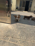 麦德氏IN 高钙低敏配方羊奶粉300g宠物羊奶粉狗狗猫咪幼犬幼猫羊奶粉 实拍图