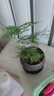 文竹盆栽绿植花卉盆景植物室内客厅水培文松云竹文竹大苗四季常青 文竹+舍得陶瓷盆+塑料圆底托 高度15-25cm 实拍图