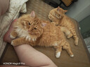 京东京造 泌尿检测天然矿砂猫砂5kg*2 木薯钠基矿石抗菌除臭 实拍图