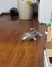 贵为（GiGwi）猫玩具球猫咪自嗨解闷磨牙洁齿羊毛球4只装逗猫宠物玩具球 实拍图