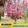 滨淇庭院地栽大型高杆海棠树苗西府海棠耐寒植物2公分粗1棵源头直发 实拍图