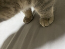 皇家泌尿道处方猫粮LP34稀释尿液溶解鸟粪石猫处方粮配方粮1.5KG*2 实拍图