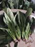 【24小时菜】菠菜苗250g(长度≤20cm) 实拍图