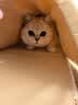 狮子医生猫砂樱花味豆腐猫砂低尘快速团结可冲厕所猫咪用品 2.4kg*4袋 实拍图