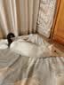 维克香波狗狗沐浴露宠物犬猫皮肤滋养护理除异味猫咪洗澡液 脂溢停250ml 实拍图