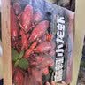 海底捞麻辣小龙虾3斤装 2026年新虾 7-9钱 净虾900g整虾加热即食 实拍图