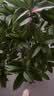 爱优尚桂花树苗四季桂盆栽可食用开花香室内外阳台客厅老桩源头直发 实拍图