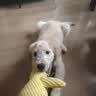 凯锐思博美狗粮 幼犬成犬小型犬专用粮棕色白色白毛 10kg 实拍图