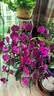 Urban Decay全新定妆喷雾经典版15ml 实拍图