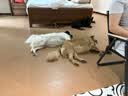 麦富迪狗粮 无谷牛肉双拼狗粮成犬小型犬比熊贵宾缓解泪痕 10kg/20斤 实拍图