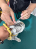 snowpaws猫咪牵引绳猫绳胸背带遛猫绳溜猫绳子背心宠物防挣脱逃脱背带链子 实拍图