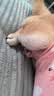 宠号狗狗绝育服母犬四脚衣手术服断奶衣服小中大型犬金毛柯基泰迪比熊 粉色（四季纯棉 绝育仅母犬可用） M 建议10-20斤 实拍图