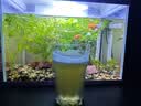 青海湖高原青稞啤酒小麦白啤酒 500ml*12整箱装 实拍图