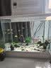 森森（SUNSUN）超白鱼缸一体缸自循环客厅水族箱桌面家用懒人免换水小型金鱼缸 超白480标配+换水套餐 带滤材+棉 实拍图