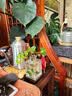 临雅水培圆叶福禄桐钱多多盆栽植物客厅桌面水养绿植四方瓶源头直发 实拍图