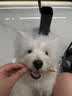愛肯拿（ACANA）狗粮 全价通用 幼犬成犬牧场盛宴无谷高蛋白犬粮2kg 效期26/12 实拍图