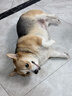豆柴（docile）冻干四拼狗粮无谷冻干粮全年龄段全品种幼犬成犬10kg 实拍图