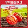 屯河去皮整番茄390g*24 0脂肪中粮出品0添加剂西红柿番茄丁罐头整箱 实拍图