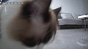 LEGENDSANDY蓝氏乳鸽猫粮幼猫成猫猫零食主食猫条餐包猫咪尝鲜大礼包246g 实拍图