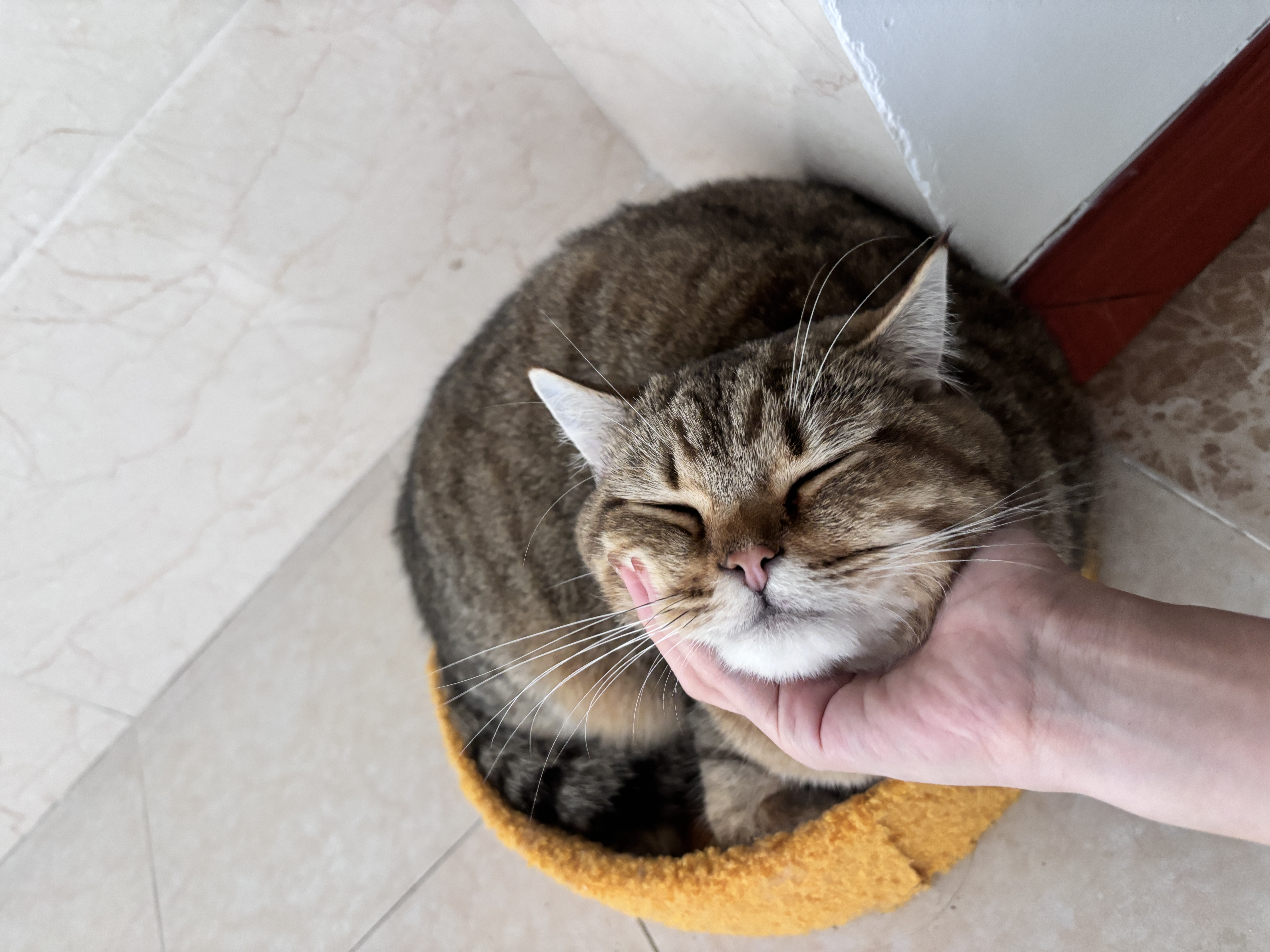 宅小宠利尿通猫闭尿狗膀胱炎尿道炎血尿排尿不通畅恩诺沙星片+呋塞米片 实拍图