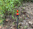 耐德斯特中文大屏自动浇花器定时浇水神器智能灌溉控制器+两用喷头30组 实拍图