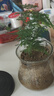 文竹盆栽绿植花卉盆景植物室内客厅水培文松云竹文竹大苗四季常青 小文竹【1颗】原盆原土球发货 高度15-25cm 实拍图