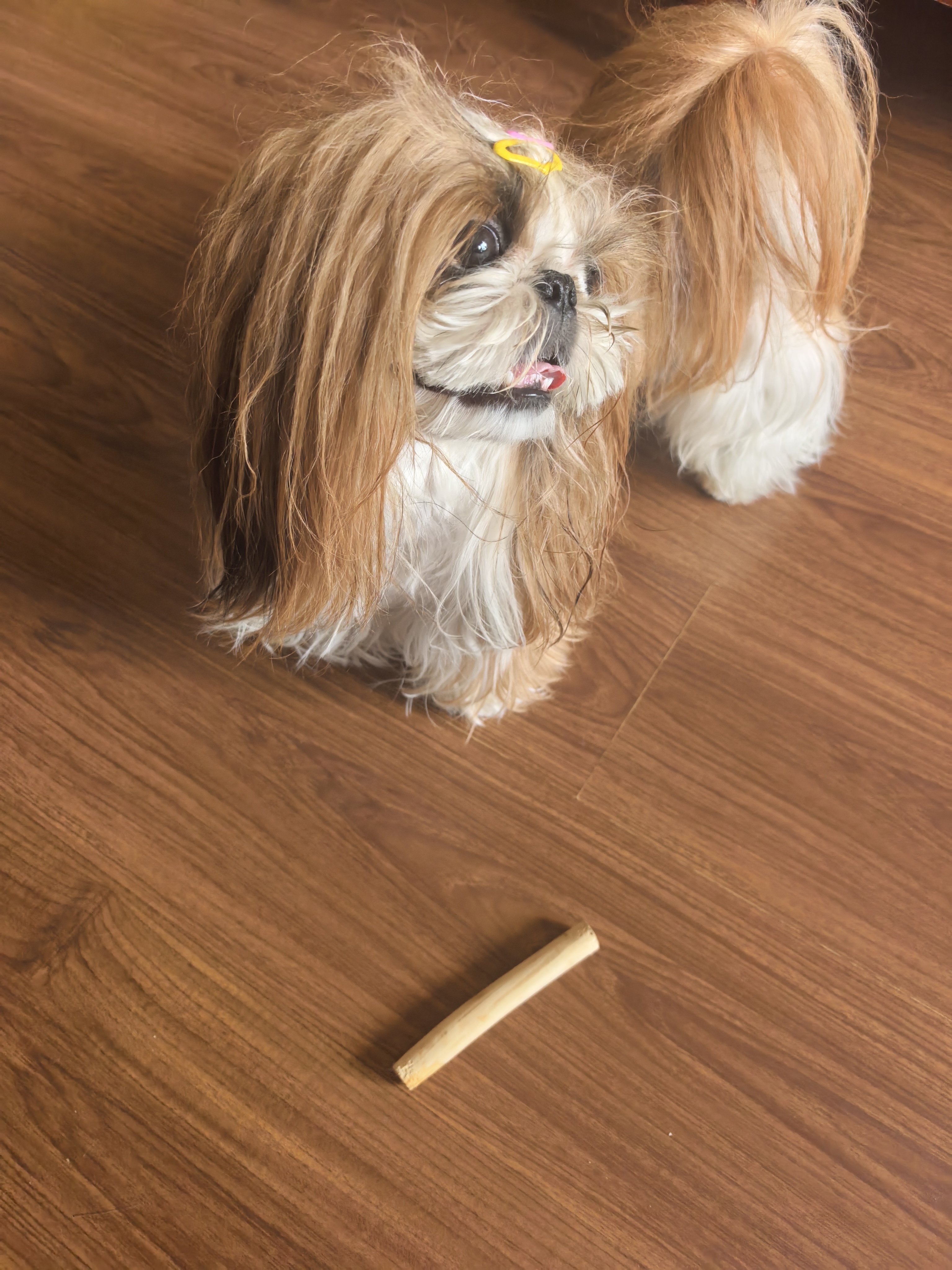 HELLOJOY咖啡木磨牙棒狗狗宠物玩具洁牙洁齿大中小型幼犬防拆家专用耐啃咬 实拍图