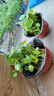 铜钱草水培盆栽室内室外花卉金钱草绿植吸绿植花草植物 铜钱草2盆（不含盆） 实拍图